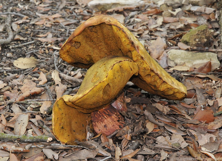 Boletus luridus - Schff.: Fr.